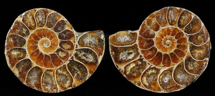 Small Desmoceras Ammonite Pair - #49844